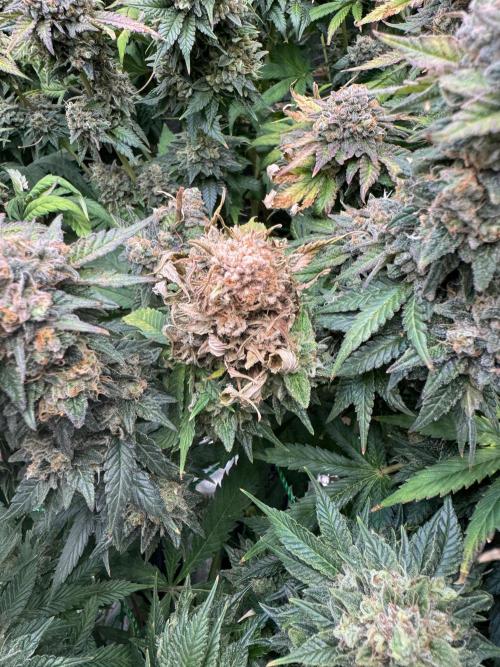 Grow no.9 tropicana cookies hydro. Week 12