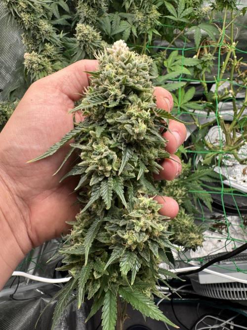 Grow no.9 tropicana cookies hydro. Week 13