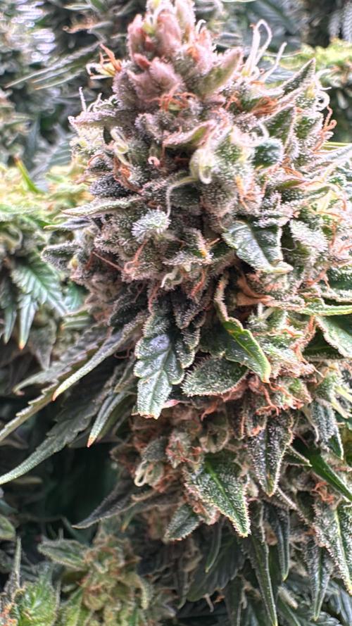 Grow no.9 tropicana cookies hydro. Week 13