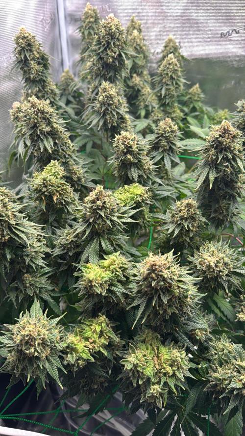Grow no.9 tropicana cookies hydro. Week 13