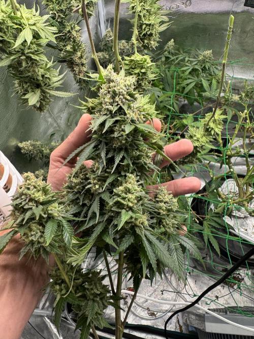 Grow no.9 tropicana cookies hydro. Week 13