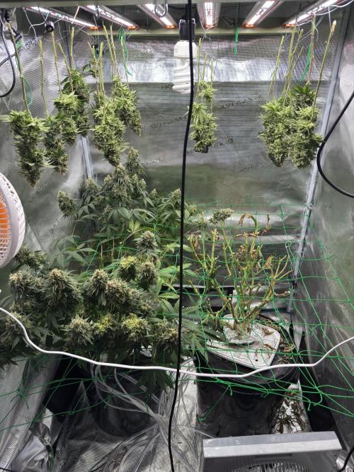 Grow no.9 tropicana cookies hydro. Week 13