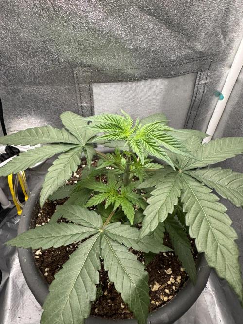 Mimosa evo Mother plant. Week 2