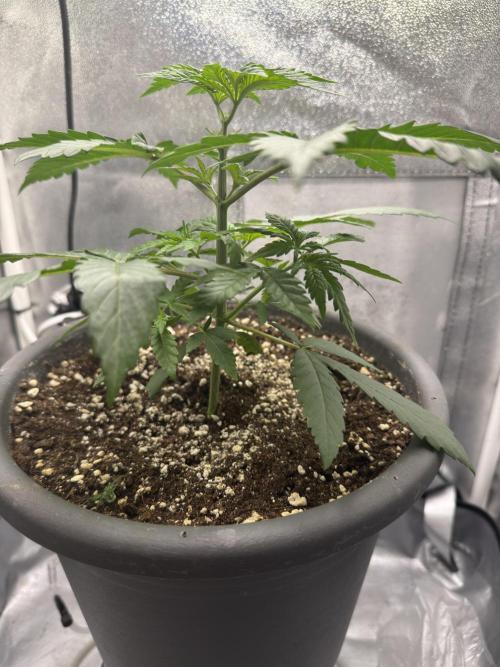 Mimosa evo Mother plant. Week 2
