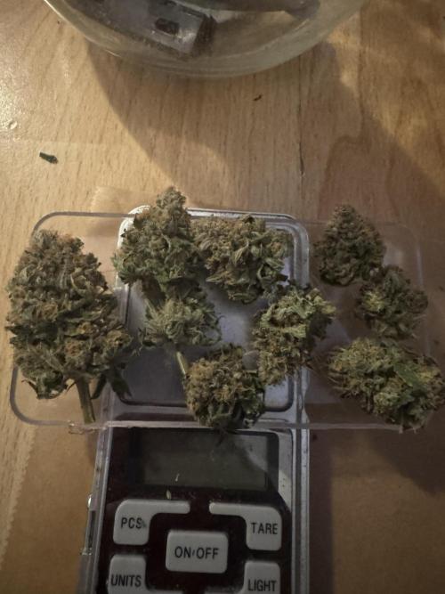 Grow no.9 tropicana cookies hydro. Week 12