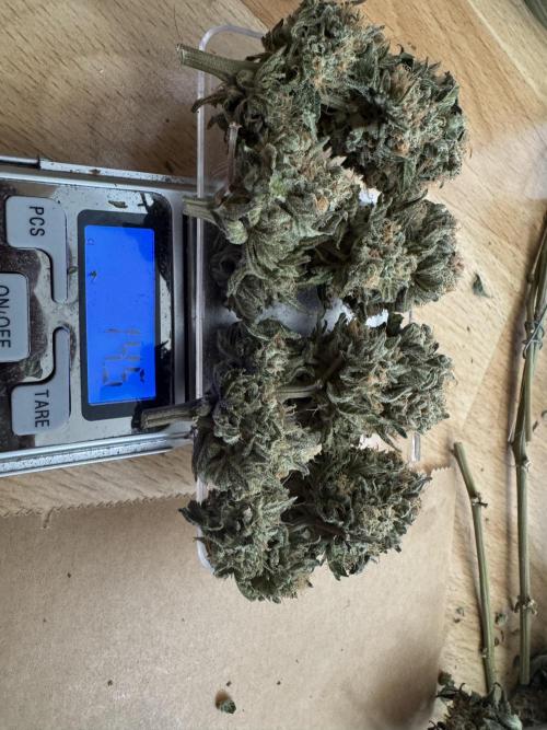 Grow no.9 tropicana cookies hydro. Week 12