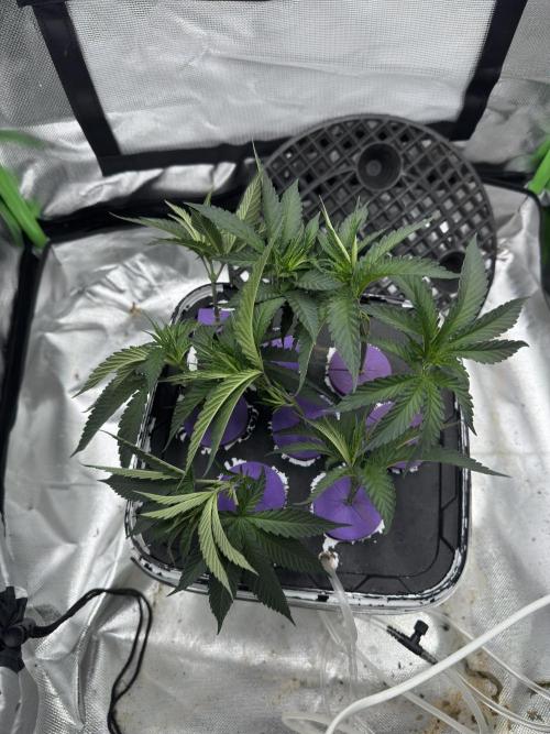 Mimosa evo Mother plant. Week 4