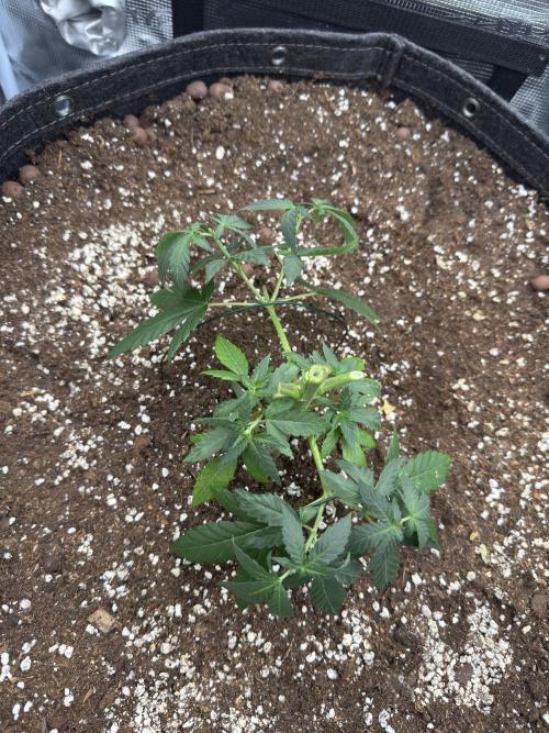 Mimosa evo Mother plant. Week 4