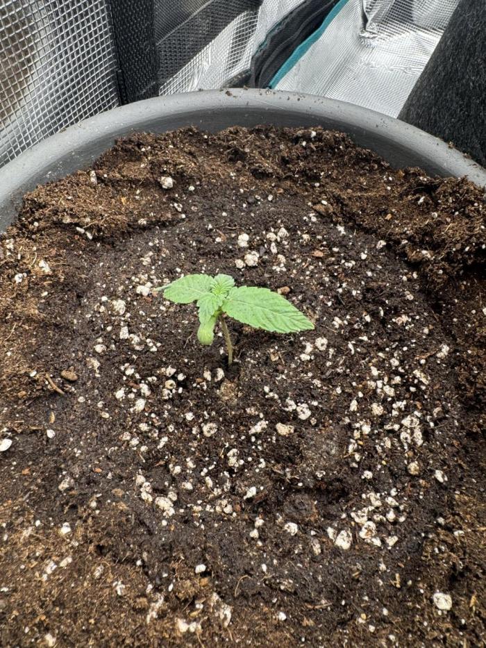 Gorilla zkittlez Barney's farm. Week 0