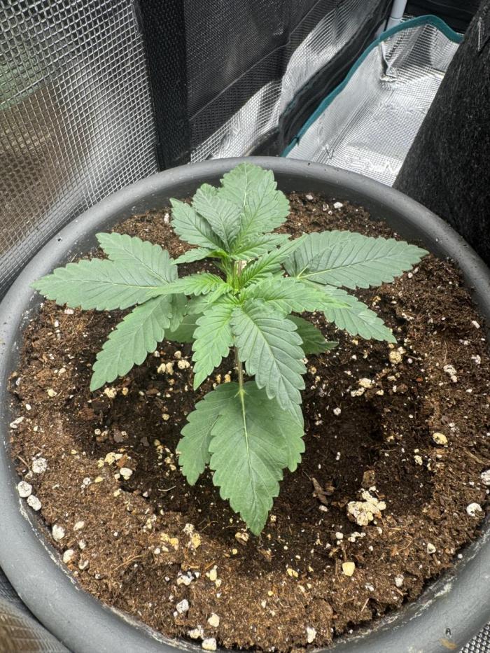 Gorilla zkittlez Barney's farm. Week 1