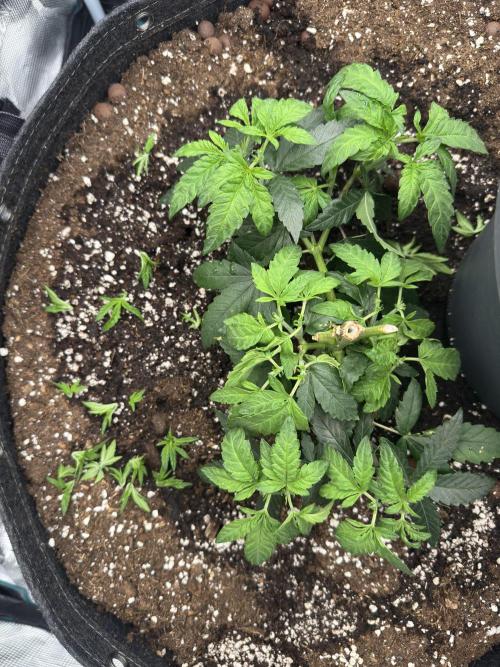 Mimosa evo Mother plant. Week 5