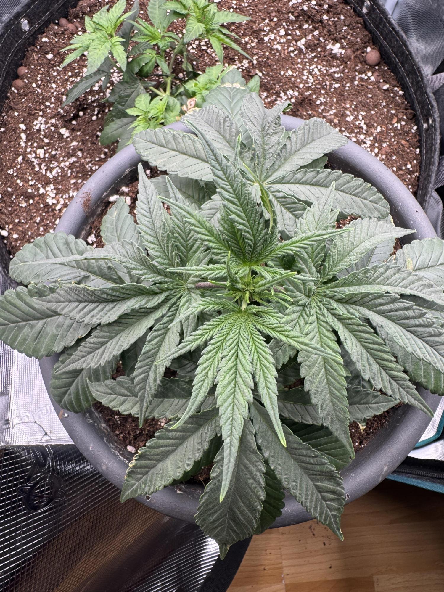 根*葉 Gorilla zkittlez Barney's farm grow journal by WeedForce