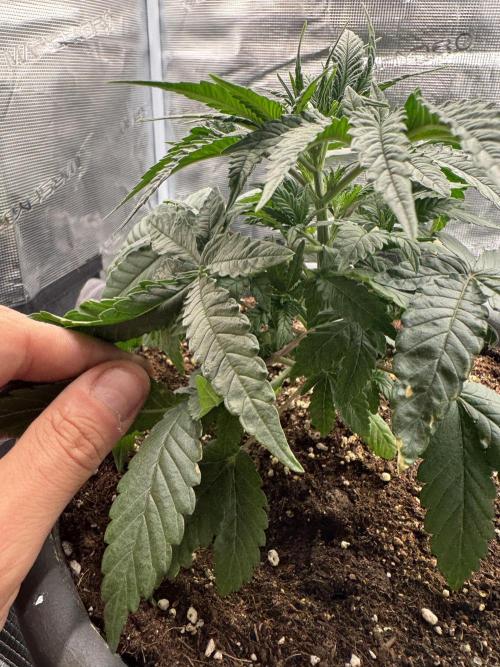 Gorilla zkittlez Barney's farm. Week 3