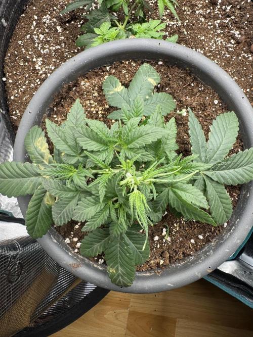 Gorilla zkittlez Barney's farm. Week 3