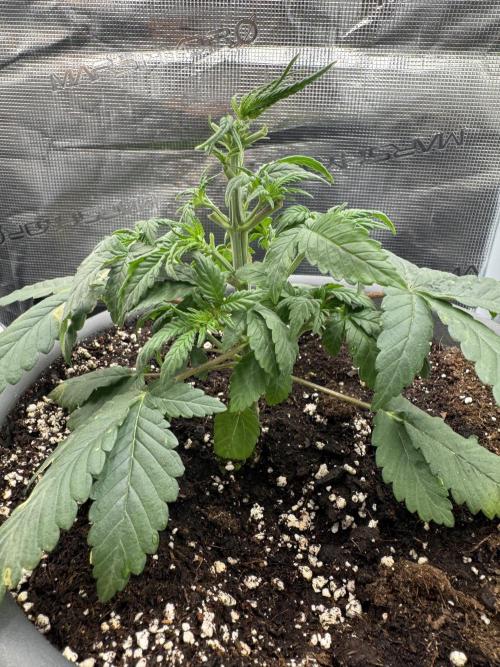 Gorilla Z. Week 3