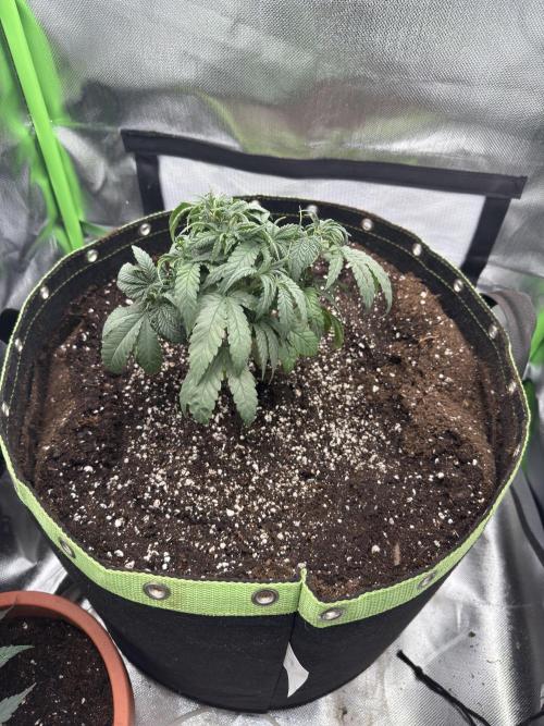 Gorilla Z. Week 4