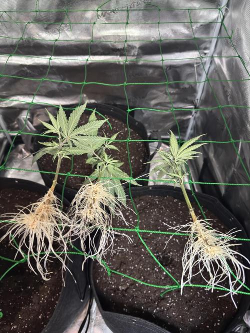 Barney's farm mimosa evo soil grow. Week 0