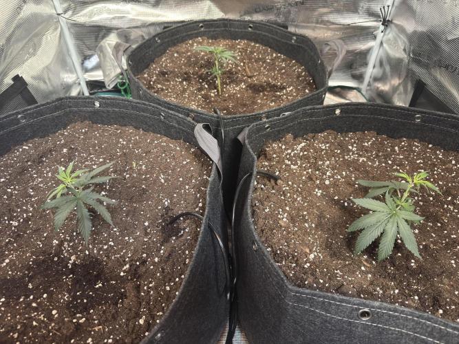 Barney's farm mimosa evo soil grow. Week 0