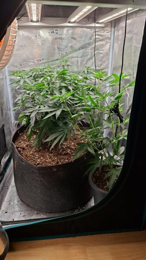 Mimosa Evo. Week 7