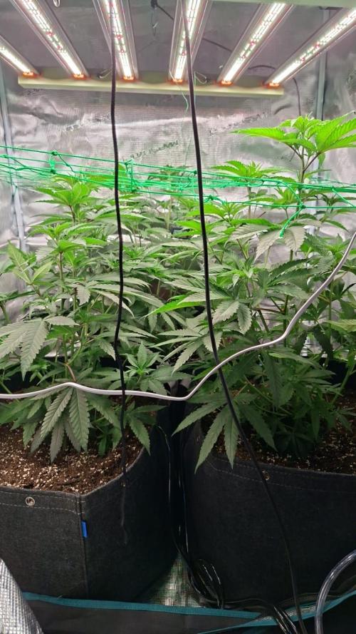 Barney's farm mimosa evo soil grow. Week 2