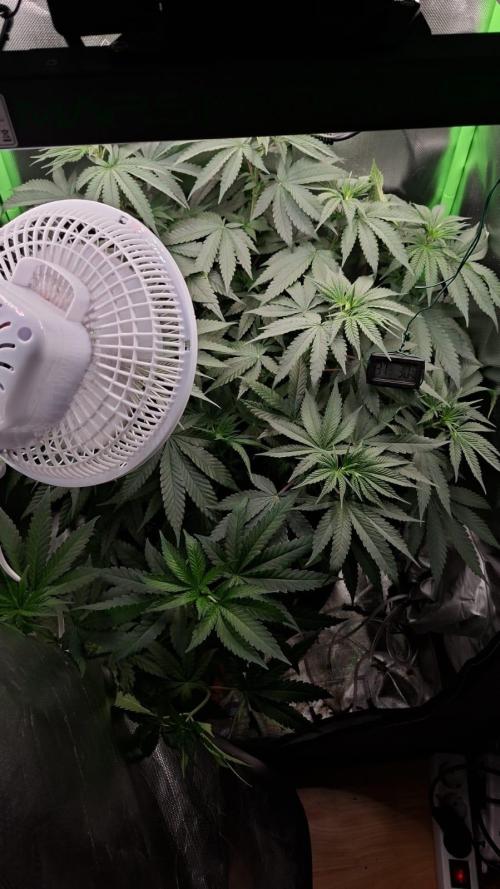 Gorilla Z. Week 6