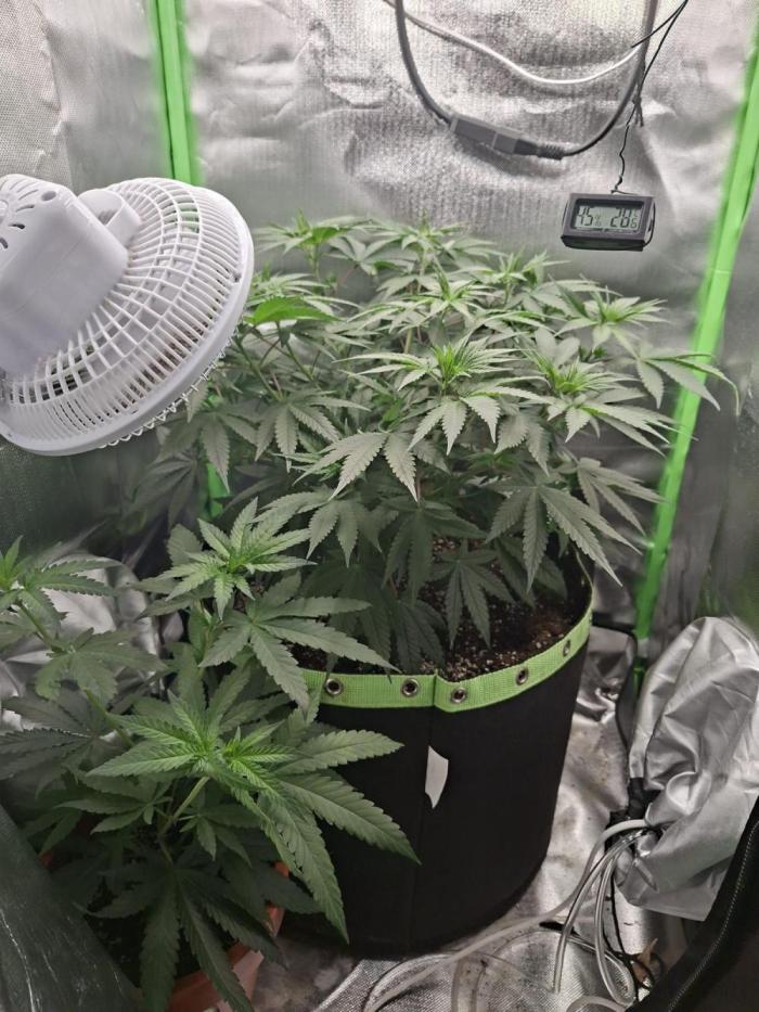 Gorilla zkittlez Barney's farm. Week 5