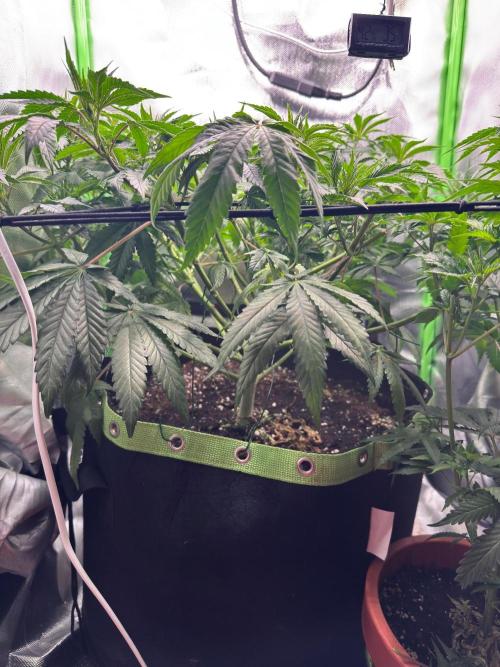 Gorilla Z. Week 7