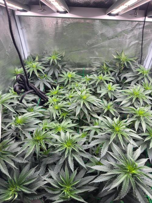Mimosa evo Mother plant. Week 8