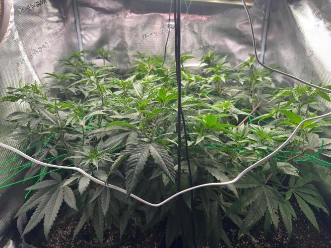 Barney's farm mimosa evo soil grow. Week 4