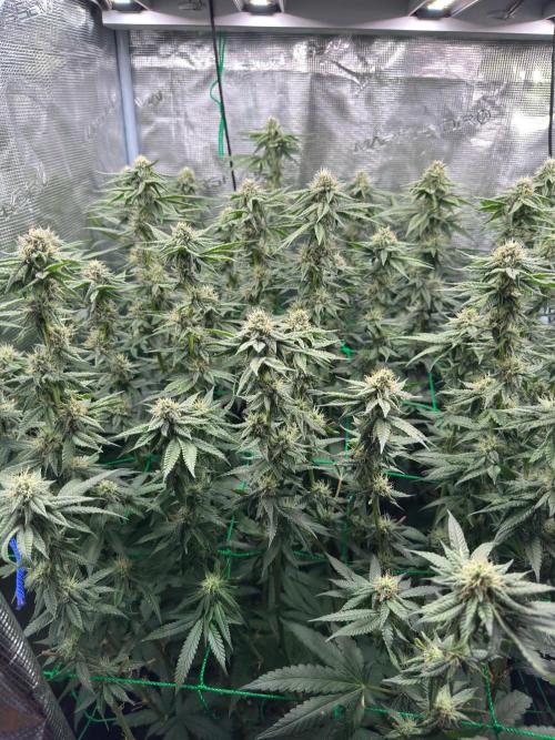 Mimosa evo Mother plant. Week 14