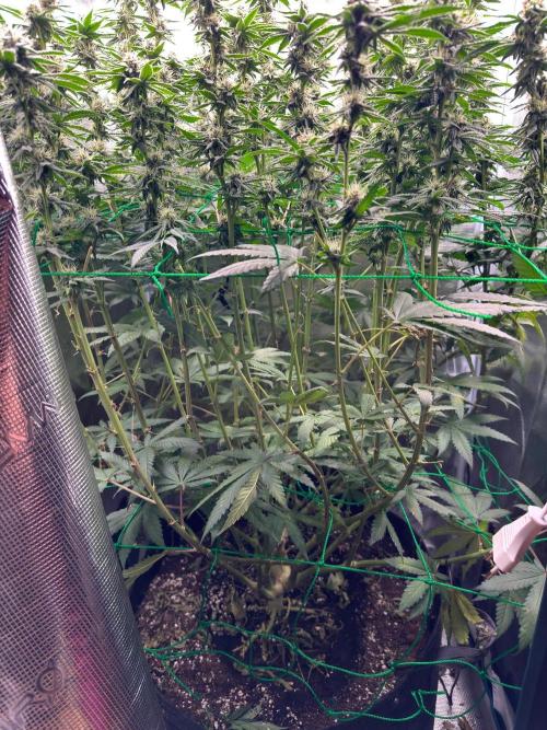 Mimosa evo Mother plant. Week 14