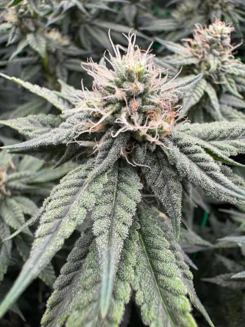 Mimosa Evo. Week 14