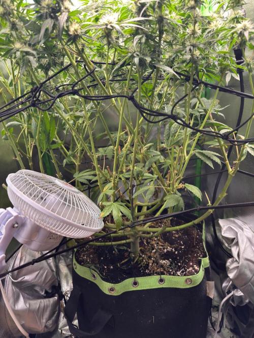 Gorilla zkittlez Barney's farm. Week 14