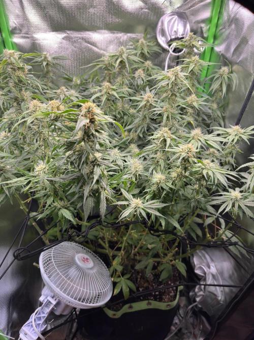 Gorilla zkittlez Barney's farm. Week 14