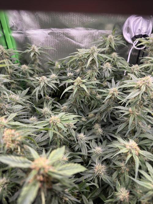 Gorilla zkittlez Barney's farm. Week 14