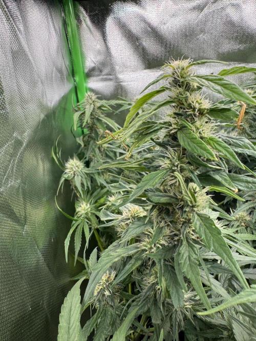 Gorilla zkittlez Barney's farm. Week 14