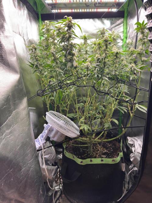 Gorilla Z. Week 14