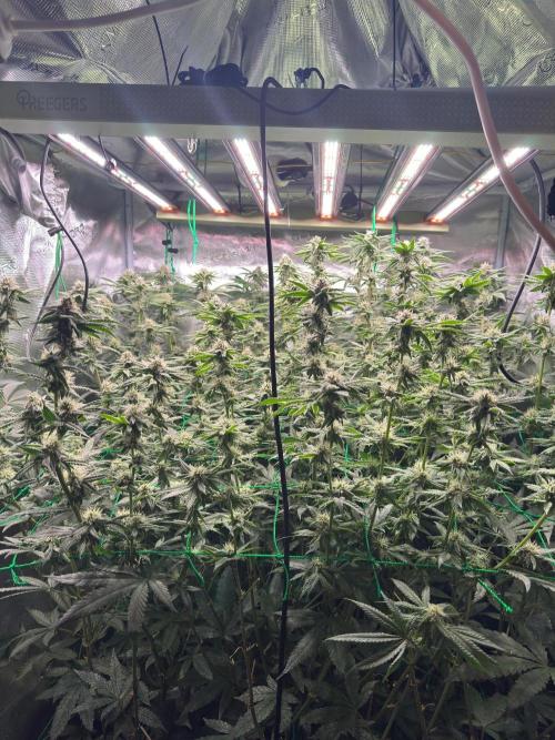 Barney's farm mimosa evo soil grow. Week 11