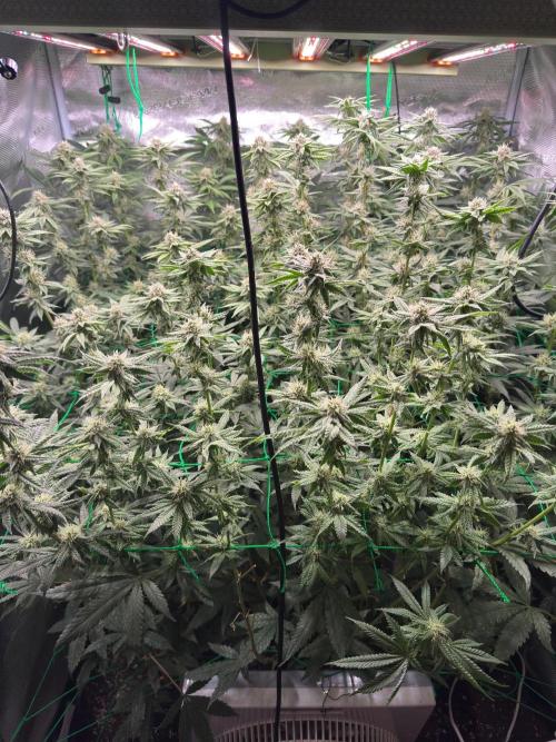 Barney's farm mimosa evo soil grow. Week 11