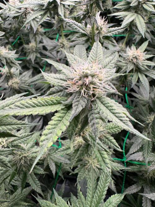 Barney's farm mimosa evo soil grow. Week 11