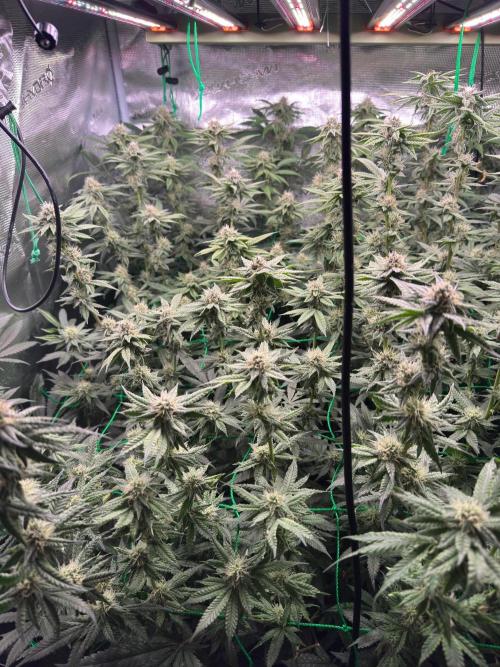 Mimosa Evo. Week 11