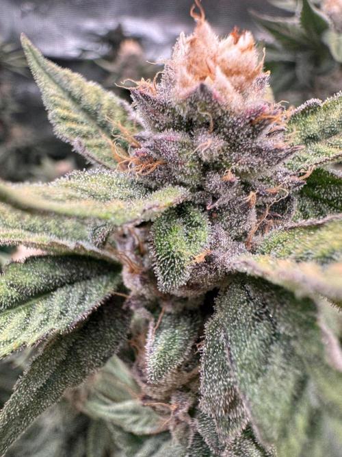 Barney's farm mimosa evo soil grow. Week 14