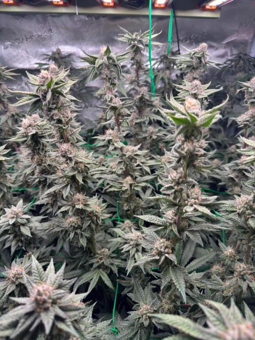 Barney's farm mimosa evo soil grow. Week 14