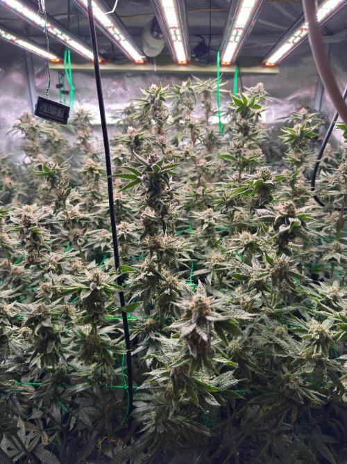 Barney's farm mimosa evo soil grow. Week 14