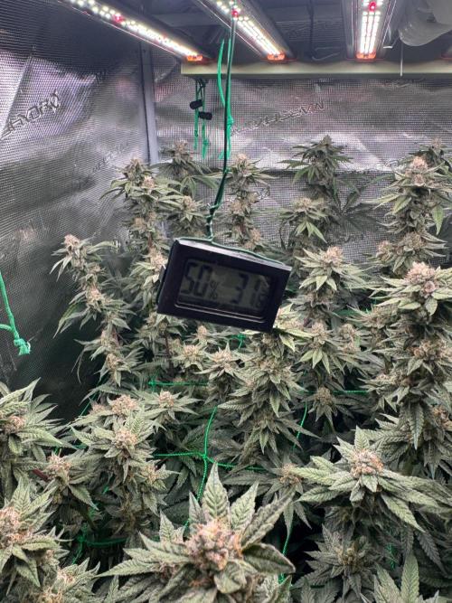 Barney's farm mimosa evo soil grow. Week 14