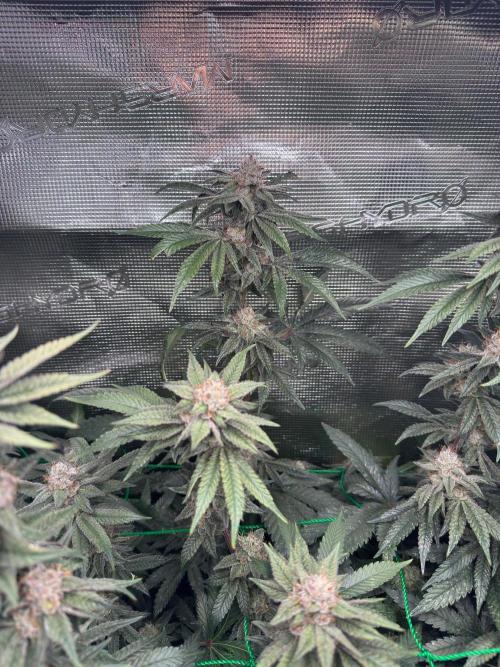 Barney's farm mimosa evo soil grow. Week 14