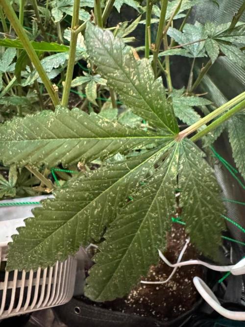 Barney's farm mimosa evo soil grow. Week 14