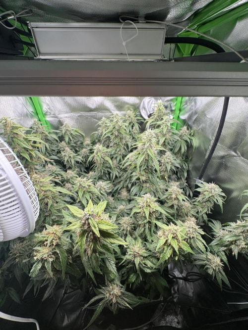 Gorilla zkittlez Barney's farm. Week 15