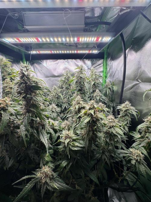 Gorilla Z. Week 15