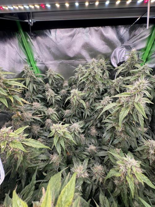 Gorilla zkittlez Barney's farm. Week 15